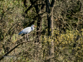 Garza Real - Ardea cinerea - Bernat pescaire