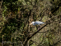 Garza Real - Ardea cinerea - Bernat pescaire