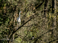 Garza Real - Ardea cinerea - Bernat pescaire