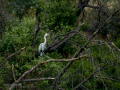 Garza Real - Ardea cinerea - Bernat pescaire
