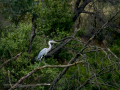 Garza Real - Ardea cinerea - Bernat pescaire