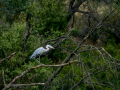 Garza Real - Ardea cinerea - Bernat pescaire