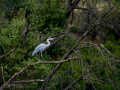 Garza Real - Ardea cinerea - Bernat pescaire