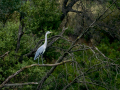 Garza Real - Ardea cinerea - Bernat pescaire