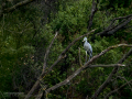 Garza Real - Ardea cinerea - Bernat pescaire