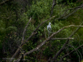 Garza Real - Ardea cinerea - Bernat pescaire