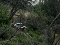 Garza Real - Ardea cinerea - Bernat pescaire