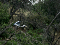 Garza Real - Ardea cinerea - Bernat pescaire
