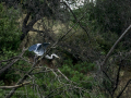 Garza Real - Ardea cinerea - Bernat pescaire