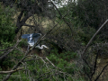 Garza Real - Ardea cinerea - Bernat pescaire
