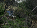 Garza Real - Ardea cinerea - Bernat pescaire
