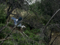 Garza Real - Ardea cinerea - Bernat pescaire