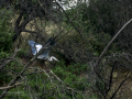Garza Real - Ardea cinerea - Bernat pescaire