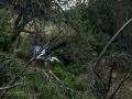 Garza Real - Ardea cinerea - Bernat pescaire