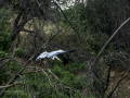 Garza Real - Ardea cinerea - Bernat pescaire