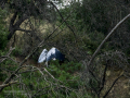Garza Real - Ardea cinerea - Bernat pescaire