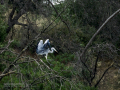 Garza Real - Ardea cinerea - Bernat pescaire