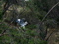 Garza Real - Ardea cinerea - Bernat pescaire