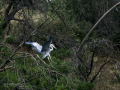 Garza Real - Ardea cinerea - Bernat pescaire