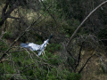 Garza Real - Ardea cinerea - Bernat pescaire
