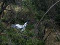 Garza Real - Ardea cinerea - Bernat pescaire