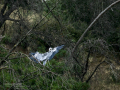 Garza Real - Ardea cinerea - Bernat pescaire