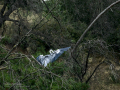 Garza Real - Ardea cinerea - Bernat pescaire