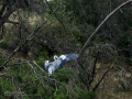 Garza Real - Ardea cinerea - Bernat pescaire