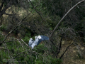 Garza Real - Ardea cinerea - Bernat pescaire