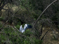 Garza Real - Ardea cinerea - Bernat pescaire