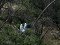 Garza Real - Ardea cinerea - Bernat pescaire
