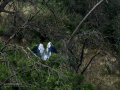 Garza Real - Ardea cinerea - Bernat pescaire