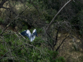 Garza Real - Ardea cinerea - Bernat pescaire