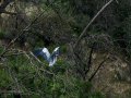 Garza Real - Ardea cinerea - Bernat pescaire