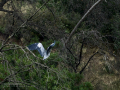 Garza Real - Ardea cinerea - Bernat pescaire