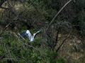 Garza Real - Ardea cinerea - Bernat pescaire