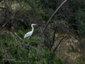 Garza Real - Ardea cinerea - Bernat pescaire