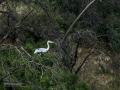 Garza Real - Ardea cinerea - Bernat pescaire