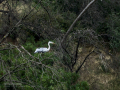 Garza Real - Ardea cinerea - Bernat pescaire