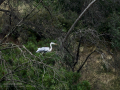 Garza Real - Ardea cinerea - Bernat pescaire