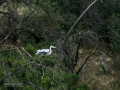 Garza Real - Ardea cinerea - Bernat pescaire