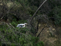 Garza Real - Ardea cinerea - Bernat pescaire