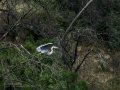 Garza Real - Ardea cinerea - Bernat pescaire