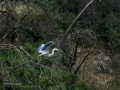 Garza Real - Ardea cinerea - Bernat pescaire
