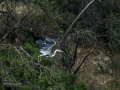 Garza Real - Ardea cinerea - Bernat pescaire