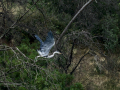 Garza Real - Ardea cinerea - Bernat pescaire