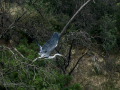 Garza Real - Ardea cinerea - Bernat pescaire