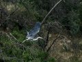 Garza Real - Ardea cinerea - Bernat pescaire