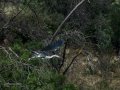 Garza Real - Ardea cinerea - Bernat pescaire