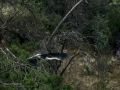 Garza Real - Ardea cinerea - Bernat pescaire